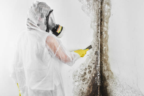 Best White Mold Remediation in Town And Country, MO