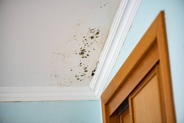Best Basement Mold Remediation in Town And Country, MO