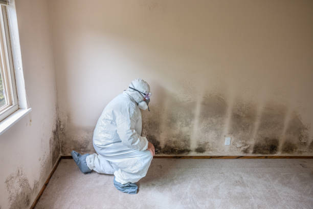 Best Crawl Space Mold Remediation in Town And Country, MO