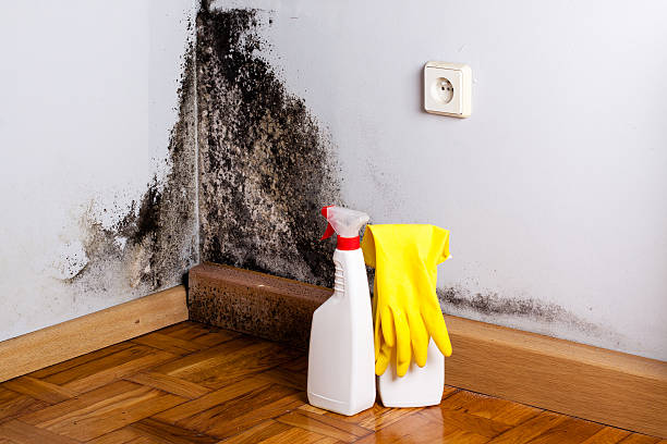 Best Kitchen Mold Remediation in Town And Country, MO
