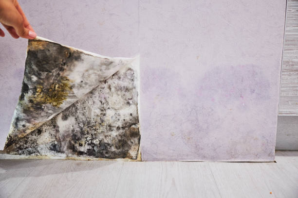 Best Residential Mold Remediation in Town And Country, MO